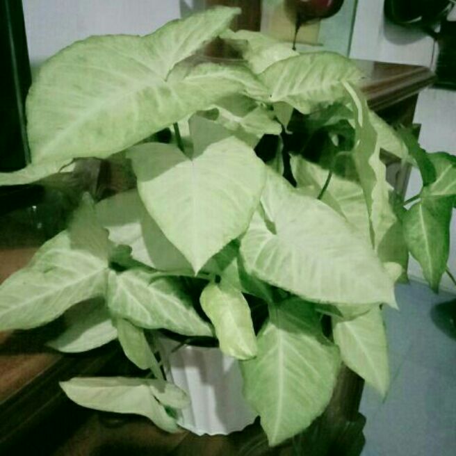 trầu bà trắng.1 bầu