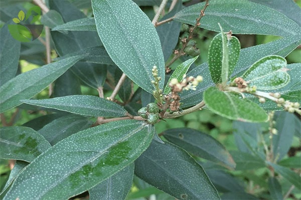 Lá khổ sâm khô 500g GT323