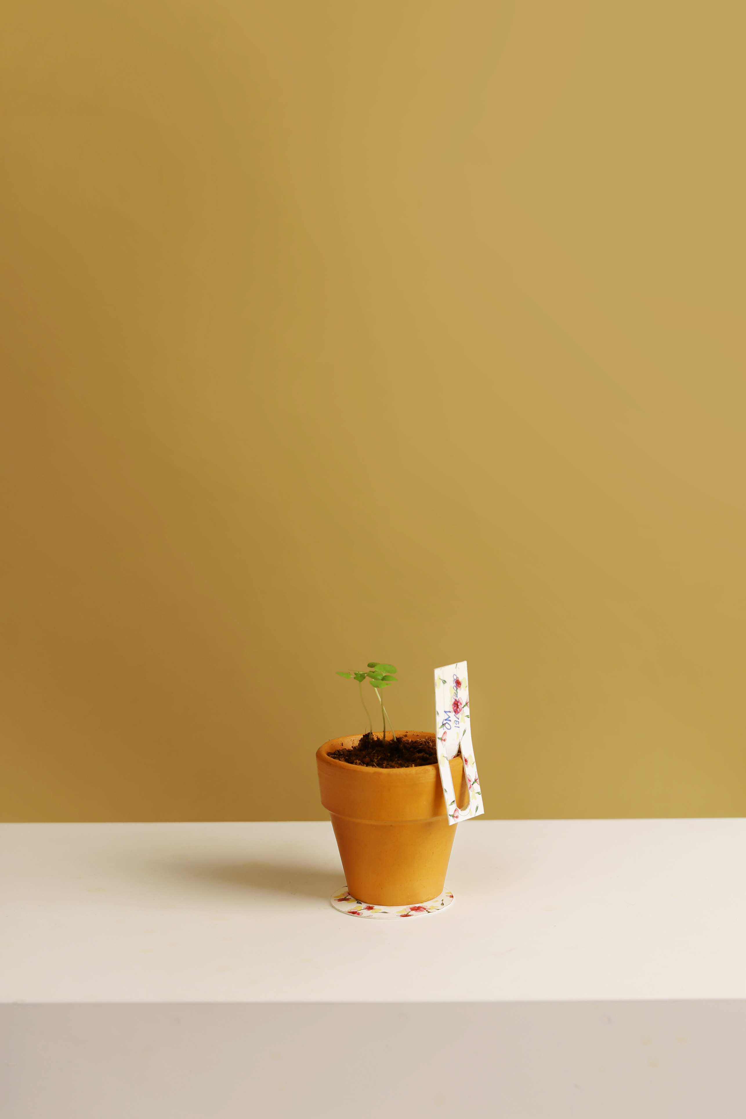 Kit Trồng Cây Mini - Bạc Hà