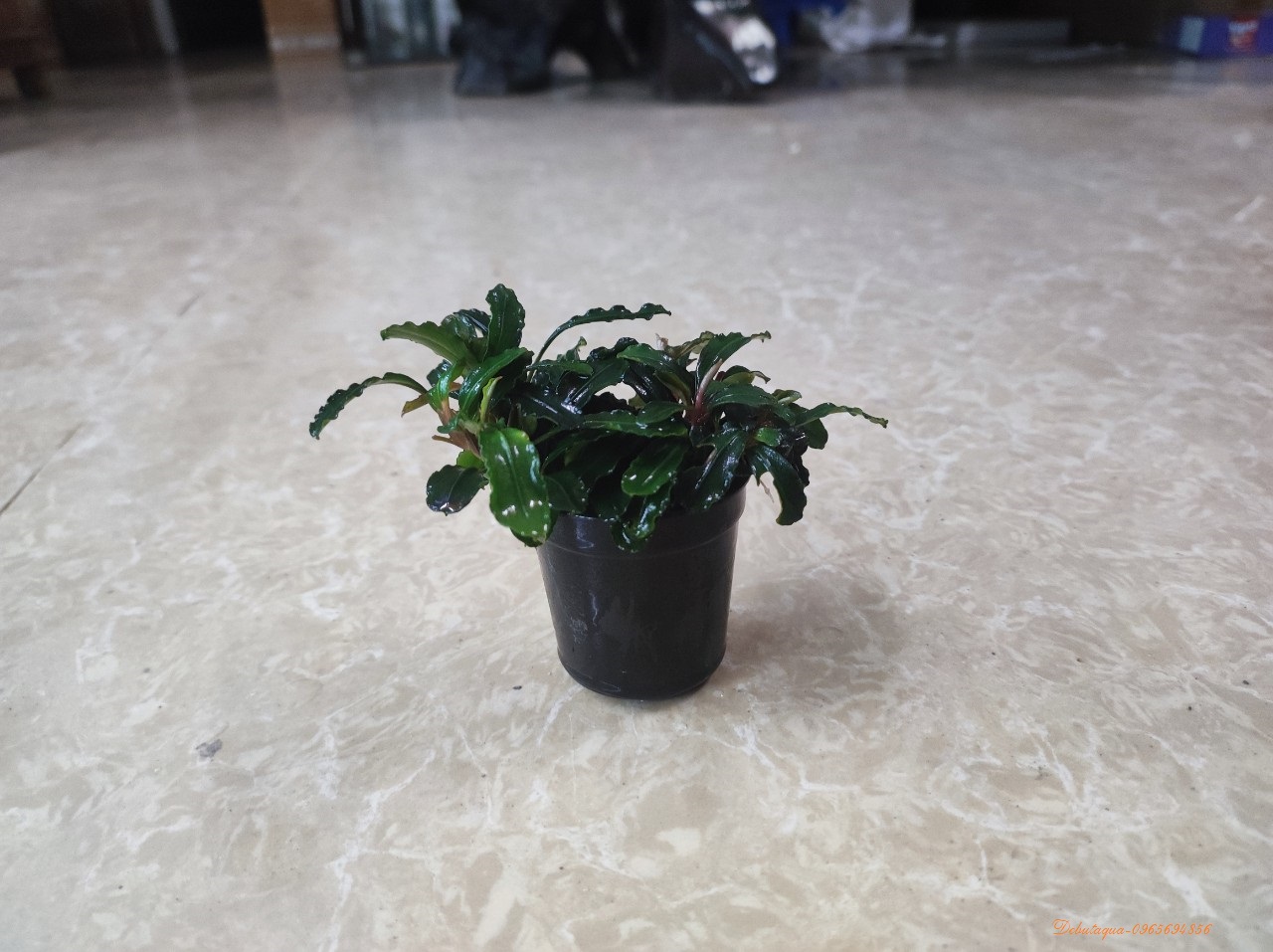 Cây Thủy Sinh BUCEP - Ngọn To Khỏe