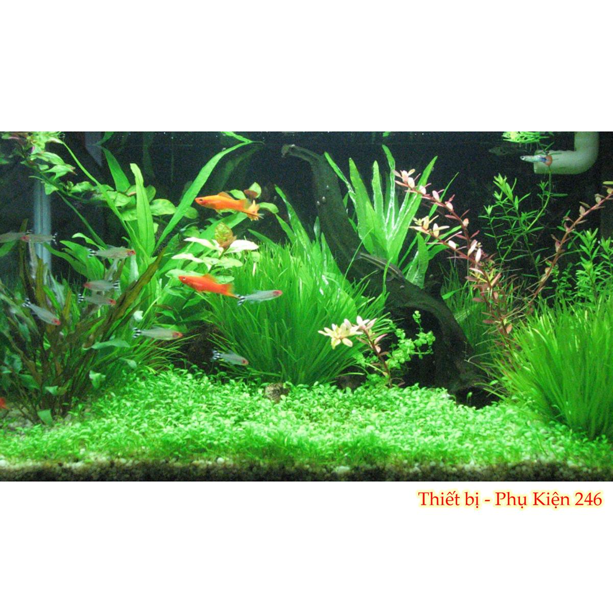 Đèn led thủy sinh KL-350S hồ cá thủy sinh