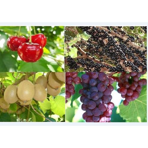 Combo 4 gói hạt giống cây ăn trái
