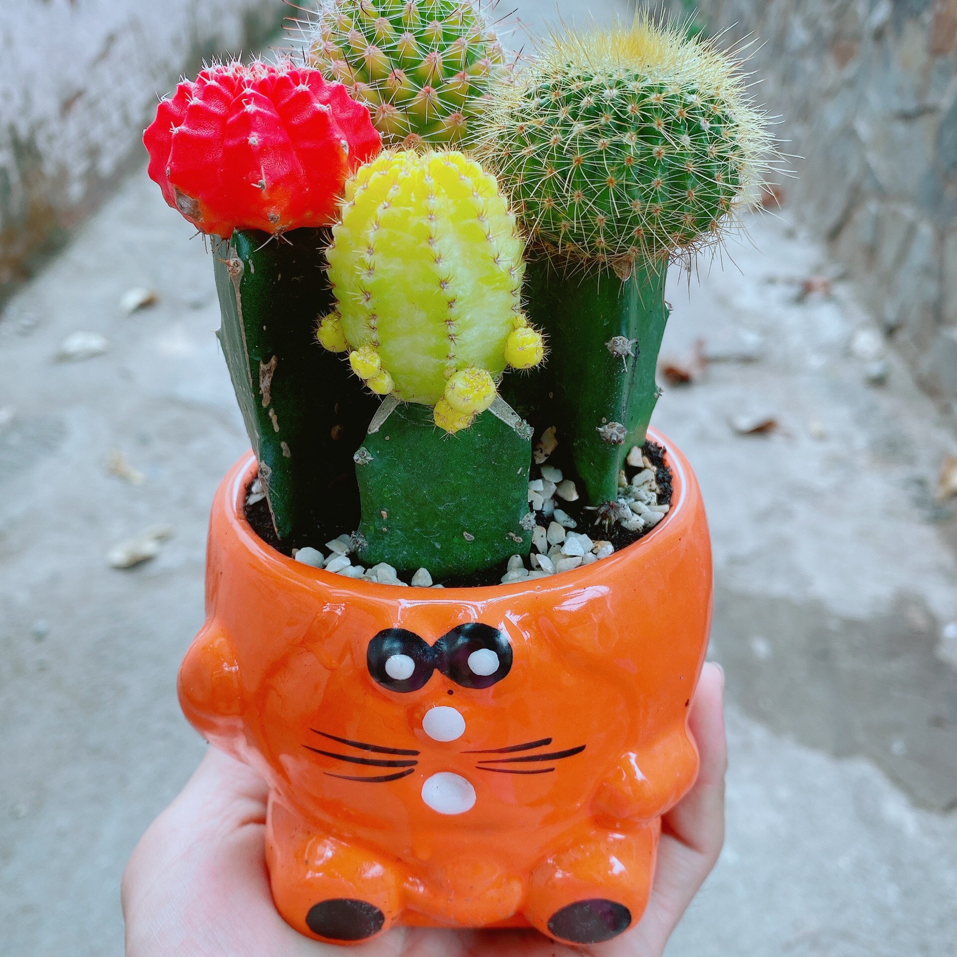 Chậu xương rồng tiểu cảnh
