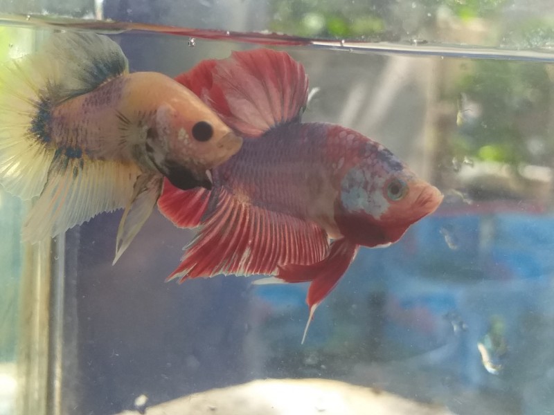 cá BETTA GIÁ RẺ(MUA 3 TẶNG 1)
