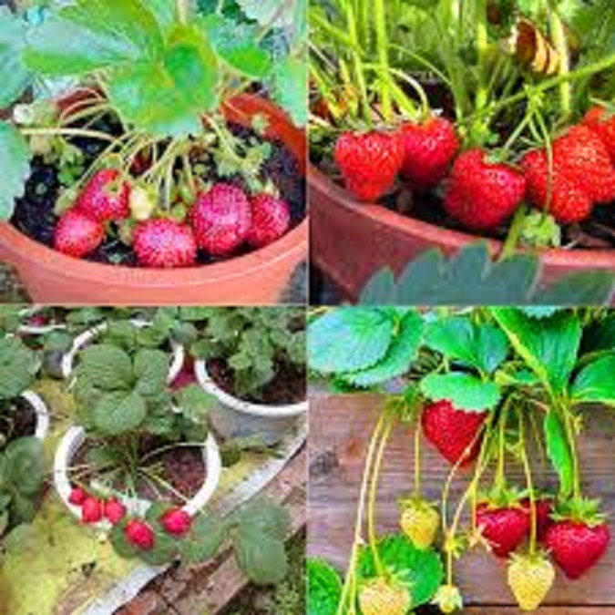 COMBO 03 cây DÂU TÂY giống hana nhật