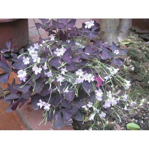 củ hoa bướm đêm 3 lá tím Oxalis Tím