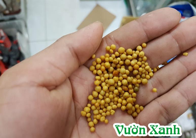 Phân vàng Osmocote 14-14-14 tan chậm 1kg dùng hoa lan, hồng..