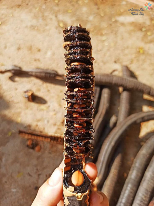 TRÁI Ô MÔI CHÍN CÂY TỰ NHIÊN (CAM KẾT QUẢ MỚI)