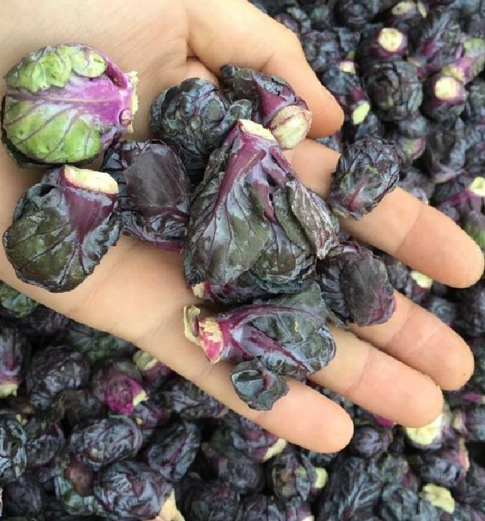 " Gói 50 "Hạt giống bắp cải tím mini ( bắp cải tí hon tím ) [Seeds]