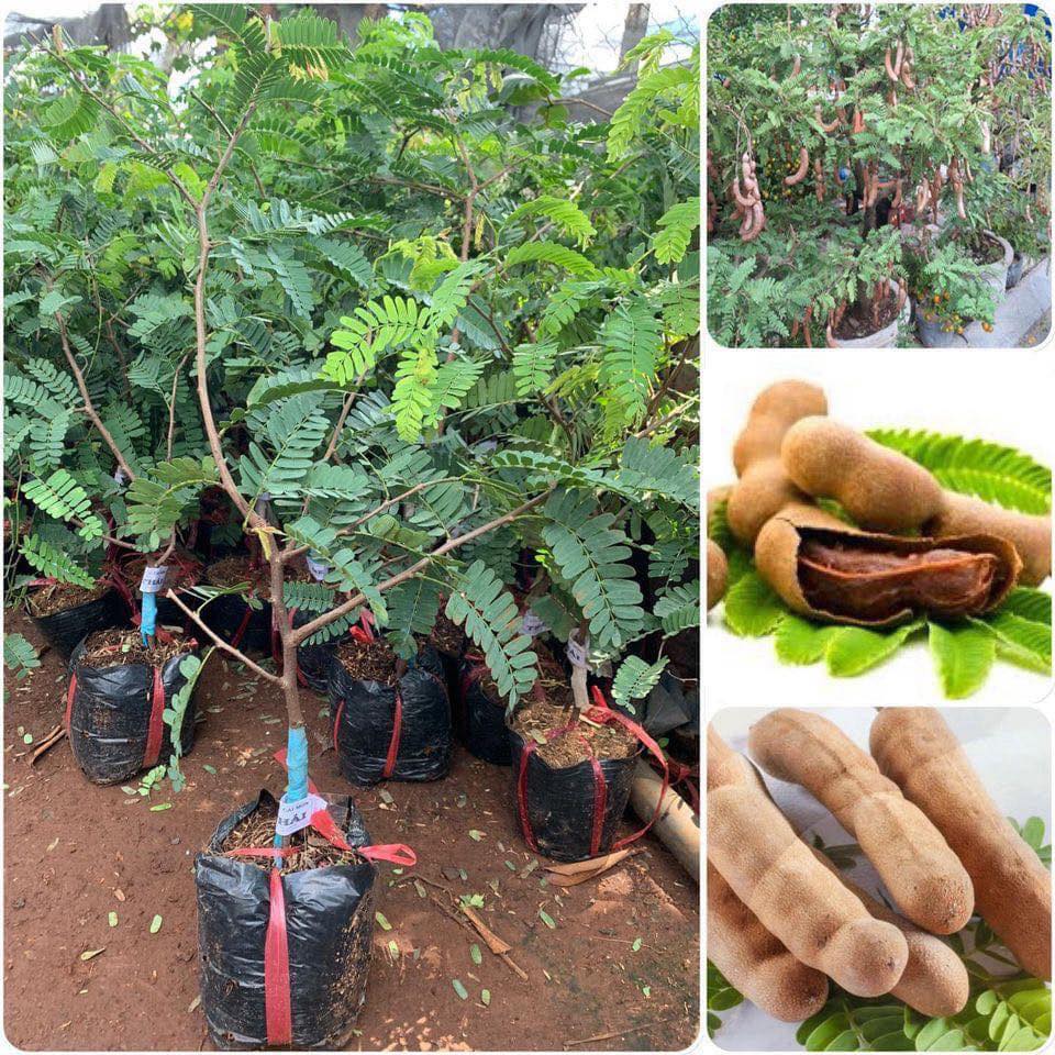 Cây giống Me Thái sai trái, siêu ngọt. [ CÂY GHÉP, cho quả sớm ].