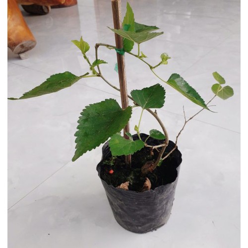 Cây Dâu Tằm - Cây cảnh sân vườn