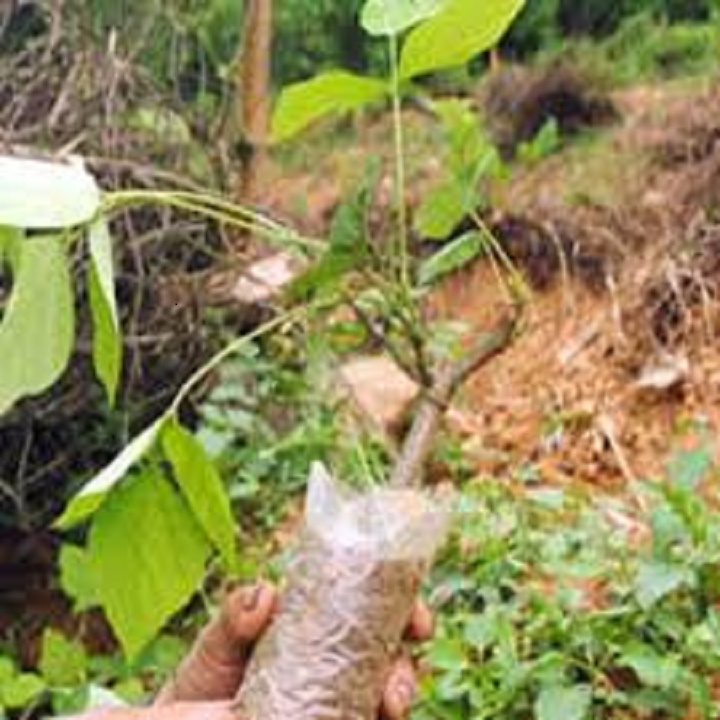 CÂY GIỐNG SẮN DÂY TA CAO SẢN