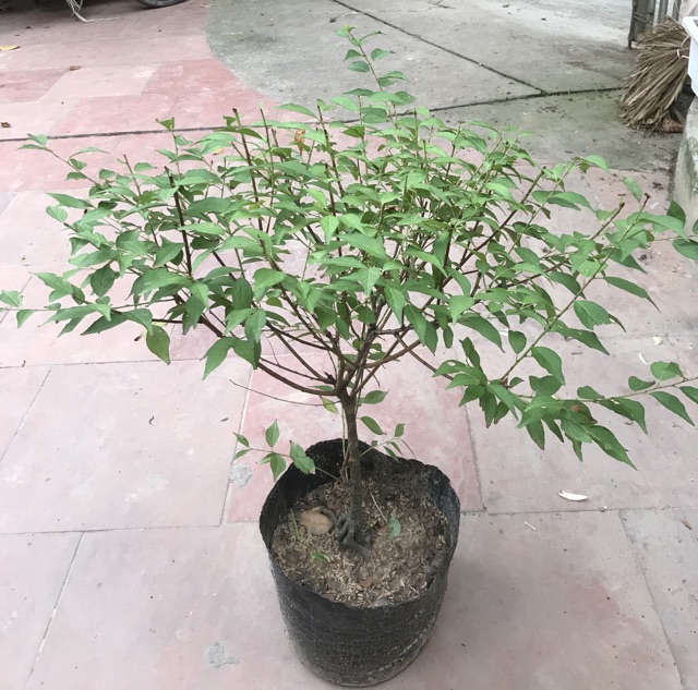 (xả kho đón tết) Cây nhất chi mai(mai trắng)