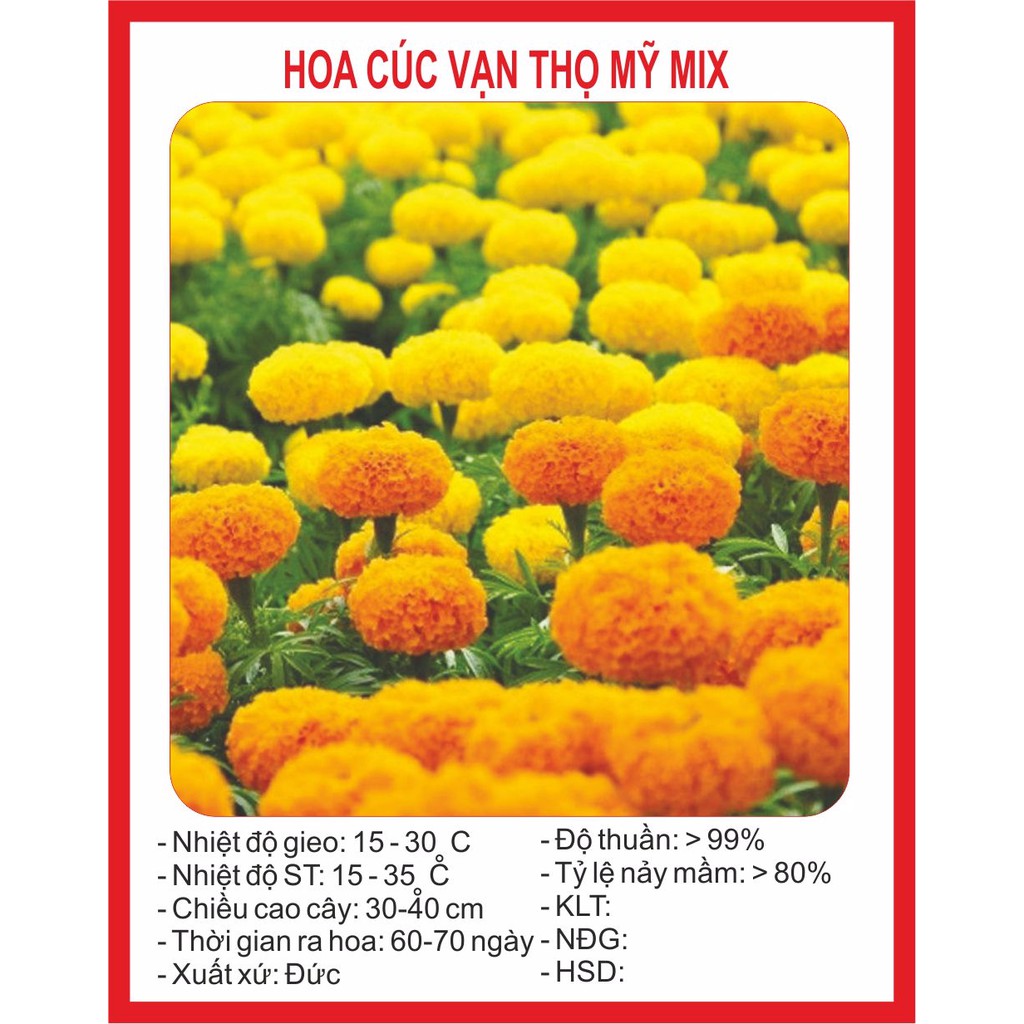 Hạt giống hoa cúc vạn thọ mỹ ~200 hạt