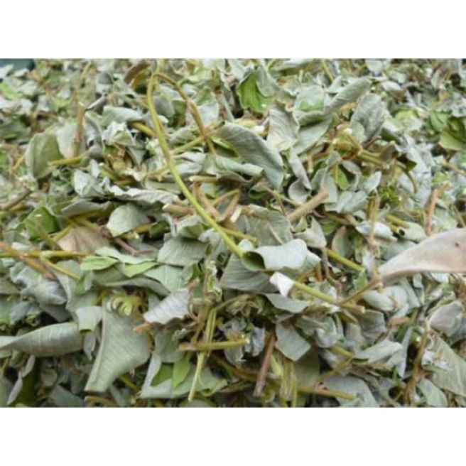 sỉ toàn quốc 2kg cây kim tiền thảo