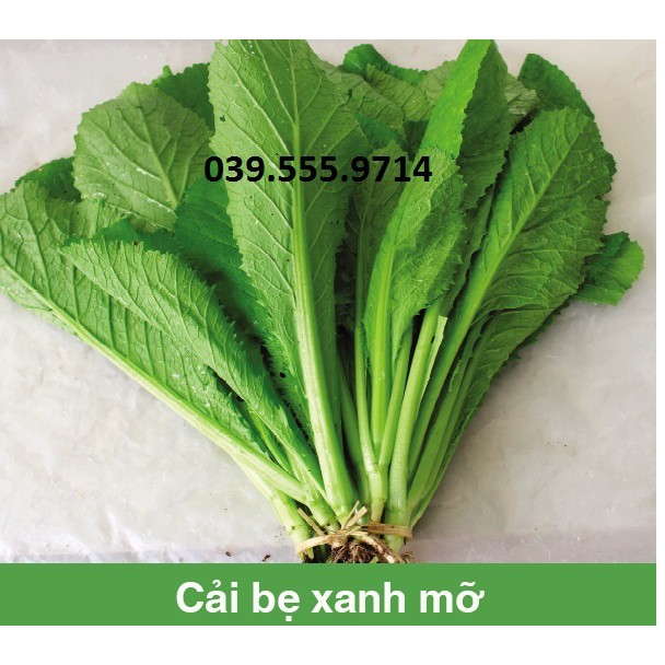 Hạt giống cải bẹ xanh mỡ cao sản 50gam