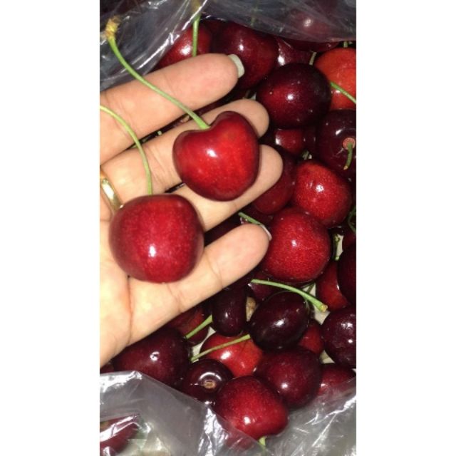 242A Hạt Giống Quả Anh Đào (Cherry) 5 Hạt/ Gói