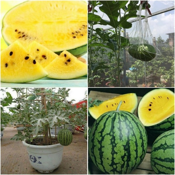 "Gói 10 Hạt " Hạt Giống Dưa Hấu Ruột Vàng