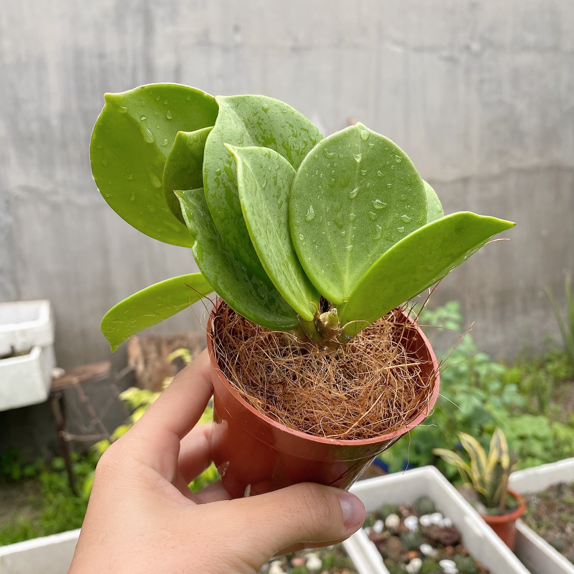 Cẩm cù lá xếp - Pachyclada