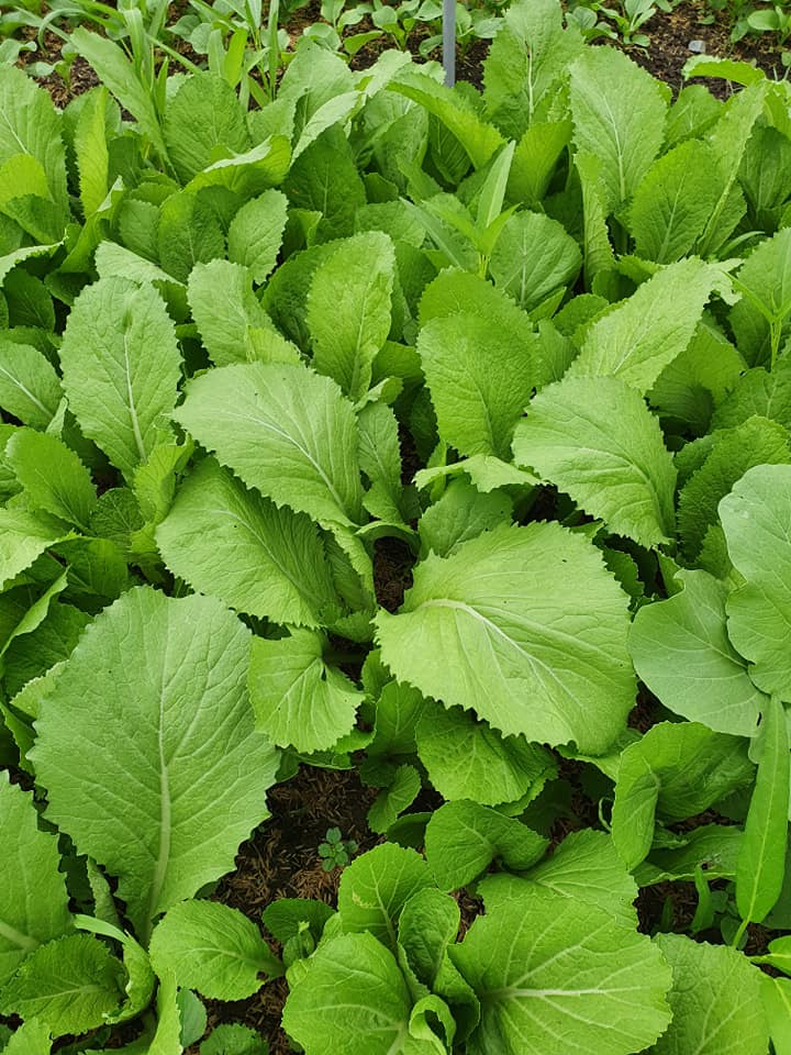 [HCM]Hạt Giống cải bẹ Xanh