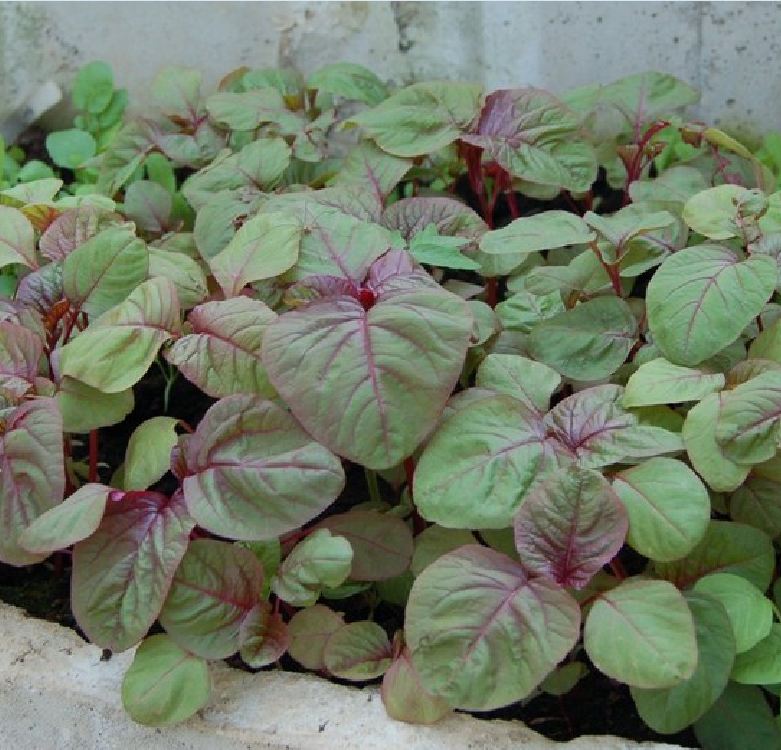 COMBO 2 gói hạt giống rau dền khoang
