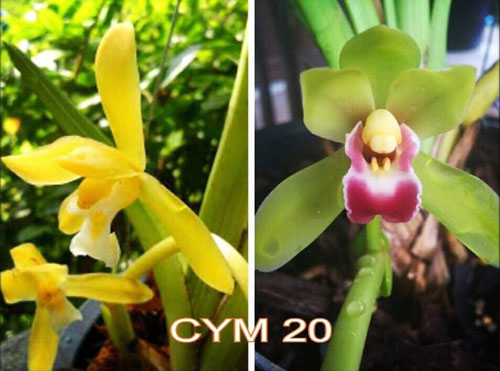 hoa lan 1 chậu cặp lai kiếm cym 20