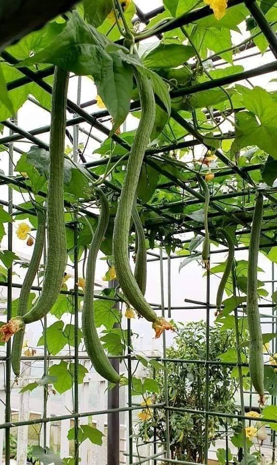 Hạt giống mướp hương Thái trái dài