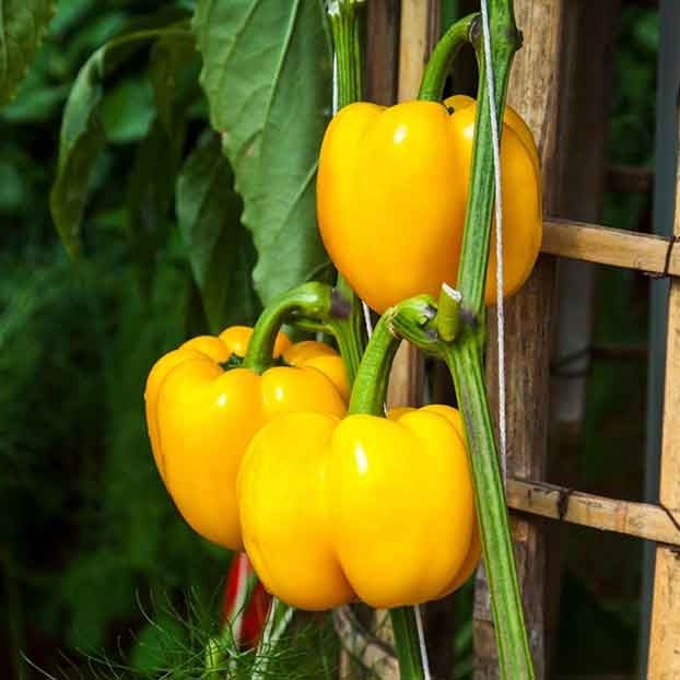 [HCM]Hạt giống ớt chuông vàng F1 siêu quả - tặng gói hạt giống ngẫu nhiên