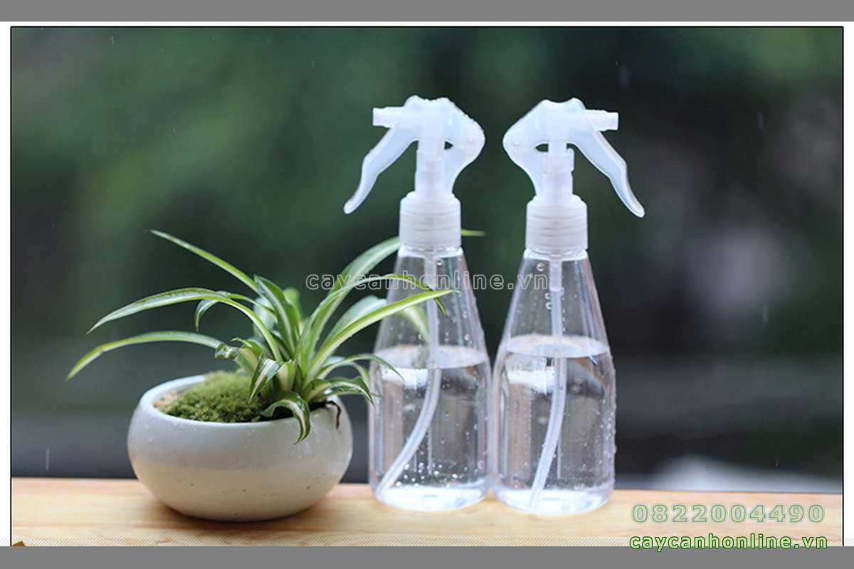 Bình xịt nước tưới cây cảnh mini cây cảnh để bàn