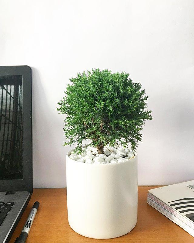 TÙNG BỒNG LAI LỚN