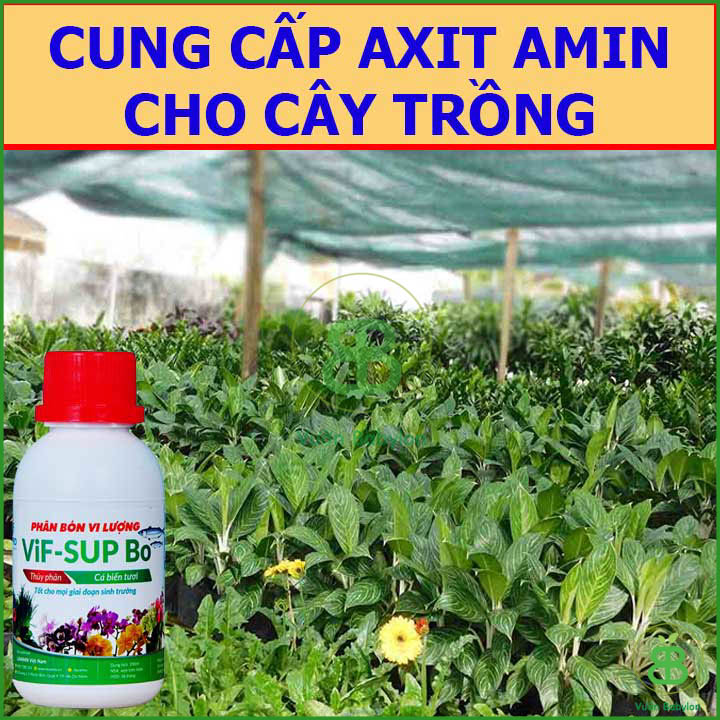 Phân Bón Vi Lượng Thủy Phân Cá Biển VIF SUP Bo Chai 100ml
