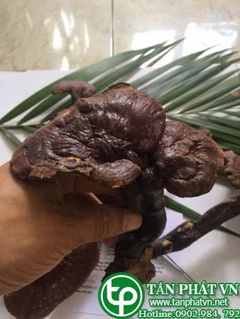 Nấm lim xanh rừng khô 100g - tấn phát