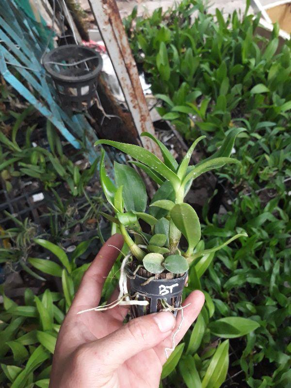 combo 9 loại denro nắng