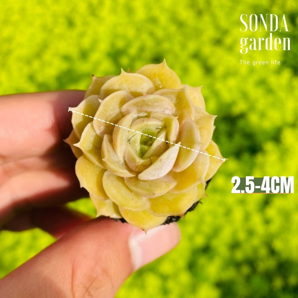 SEN ĐÁ NGỌC BÍCH SIZE MINI SIÊU KHOẺ ĐẸP LỖI 1 ĐỔI 1