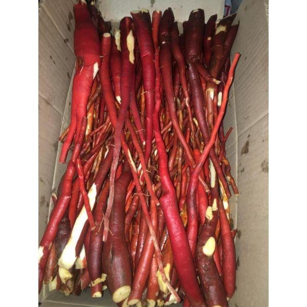 Sâm Cau Đỏ Tươi 1kg