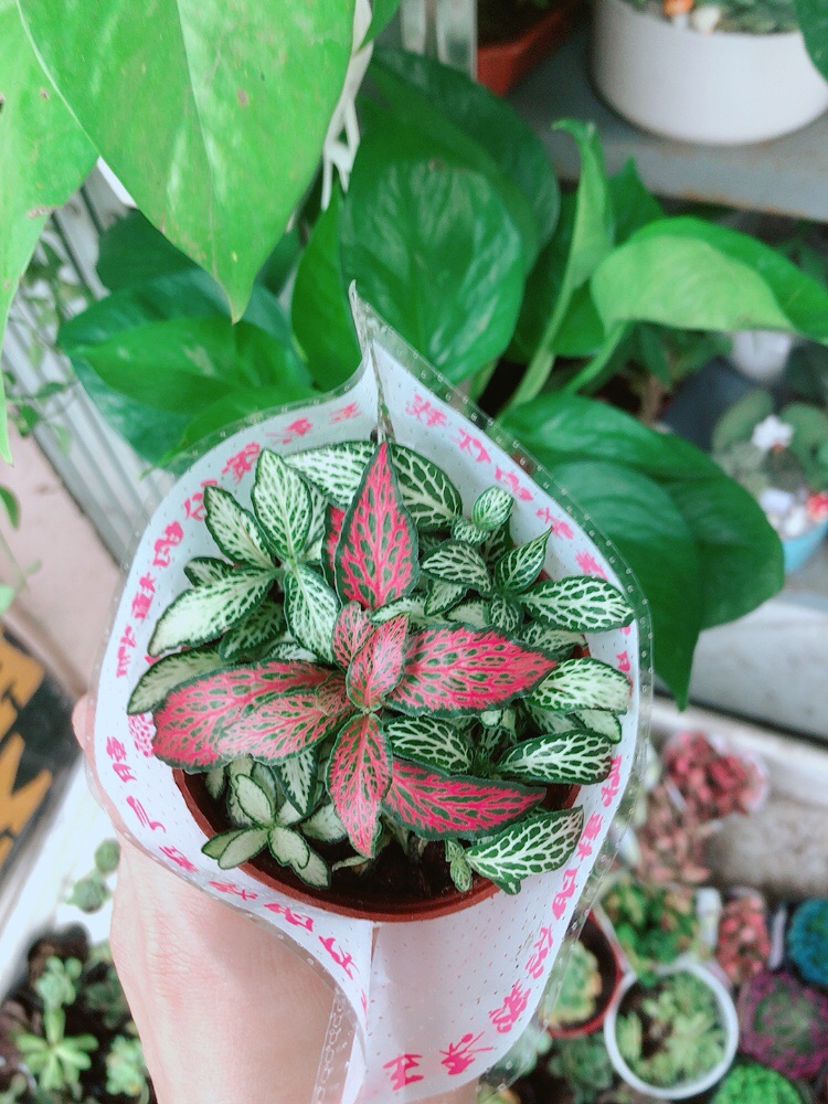 Chậu cẩm nhung (lá may mắn)