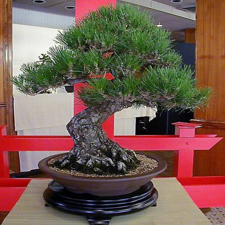 Combo 5 cây giống tùng la hán - cây bonsai - siêu đẹp giá siêu rẻ