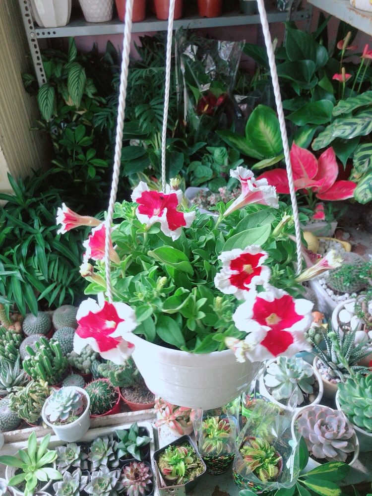Chậu Hoa Dạ Yến Thảo