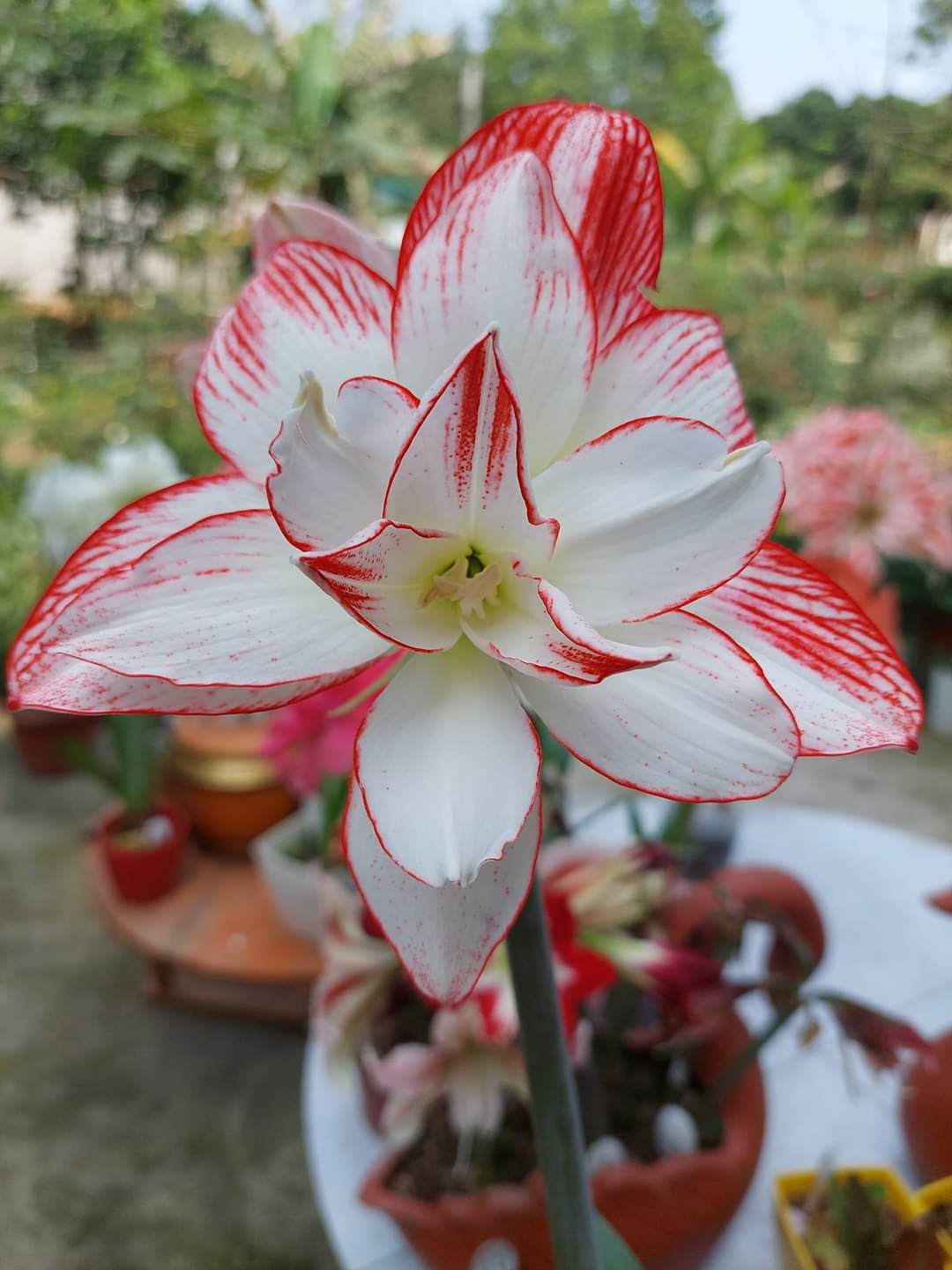 Hoa Lan Huệ- củ giống