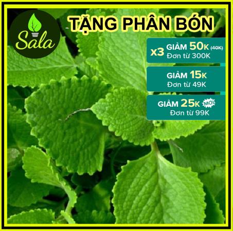 CÂY HÚNG CHANH - CÂY RAU TẦN DÀY LÁ
