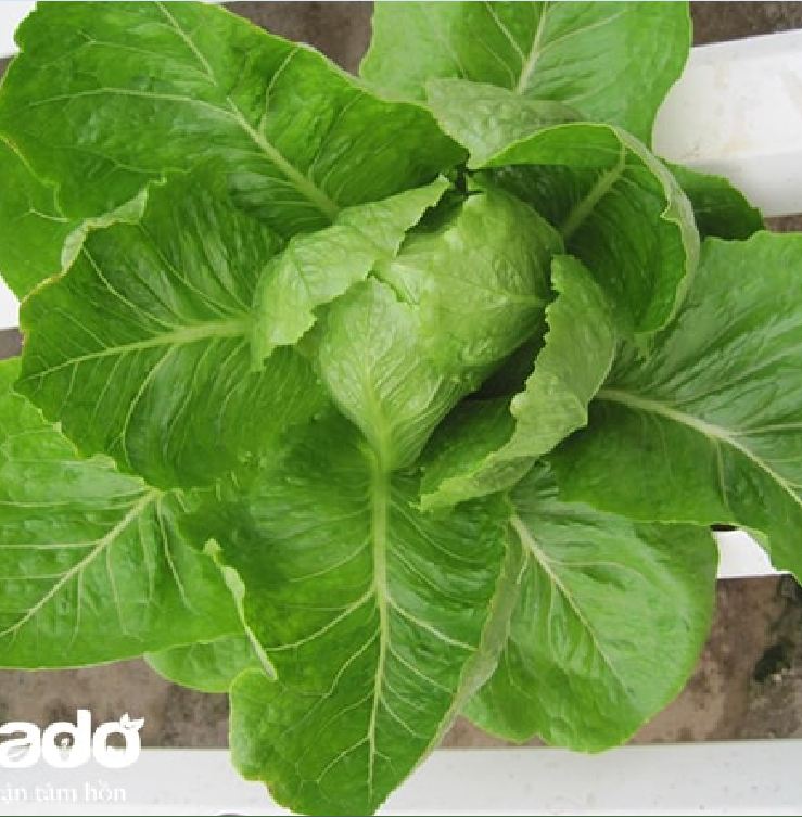 Hạt giống xà lách Romain xanh - 0.2gr/gói