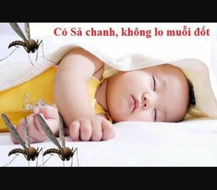 Tinh dầu sả chanh nguyên chất lọ 100ml