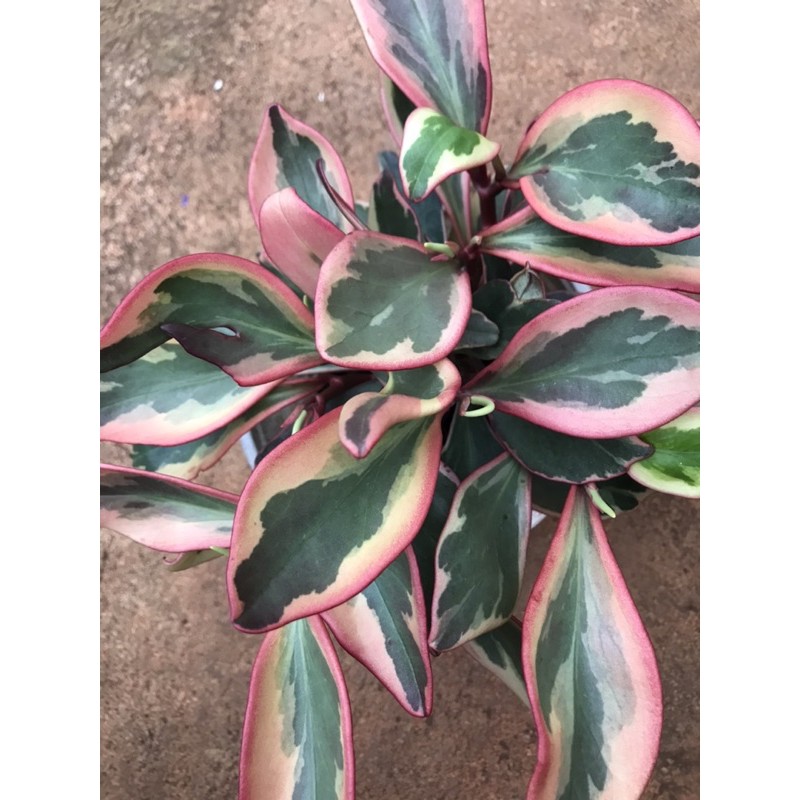 Trường sinh cẩm thạch đỏ - Peperomia obtusifolia var