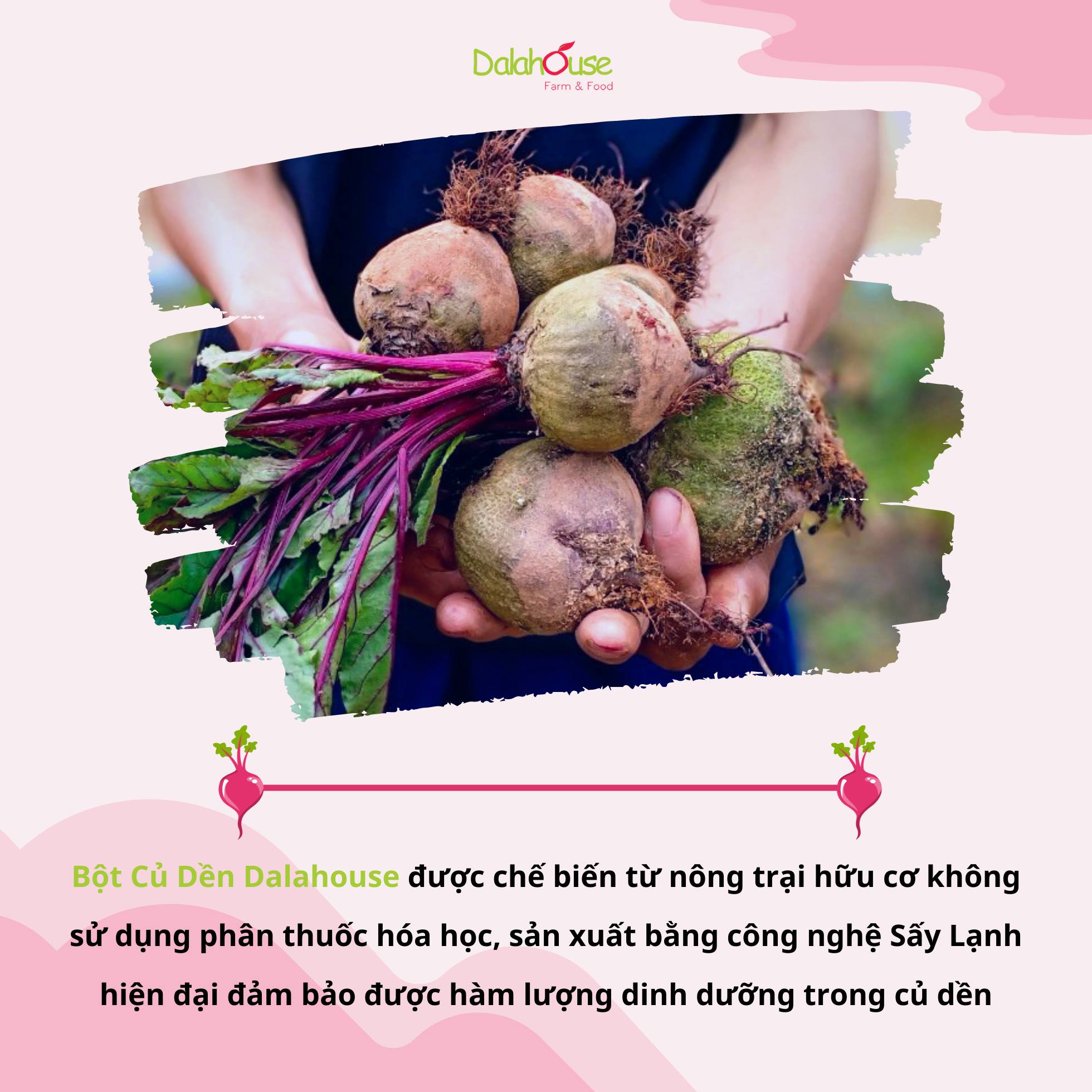 Bột Củ Dền DalaHouse Nguyên Chất (100% Natural Beetroot Powder) Hộp 150g