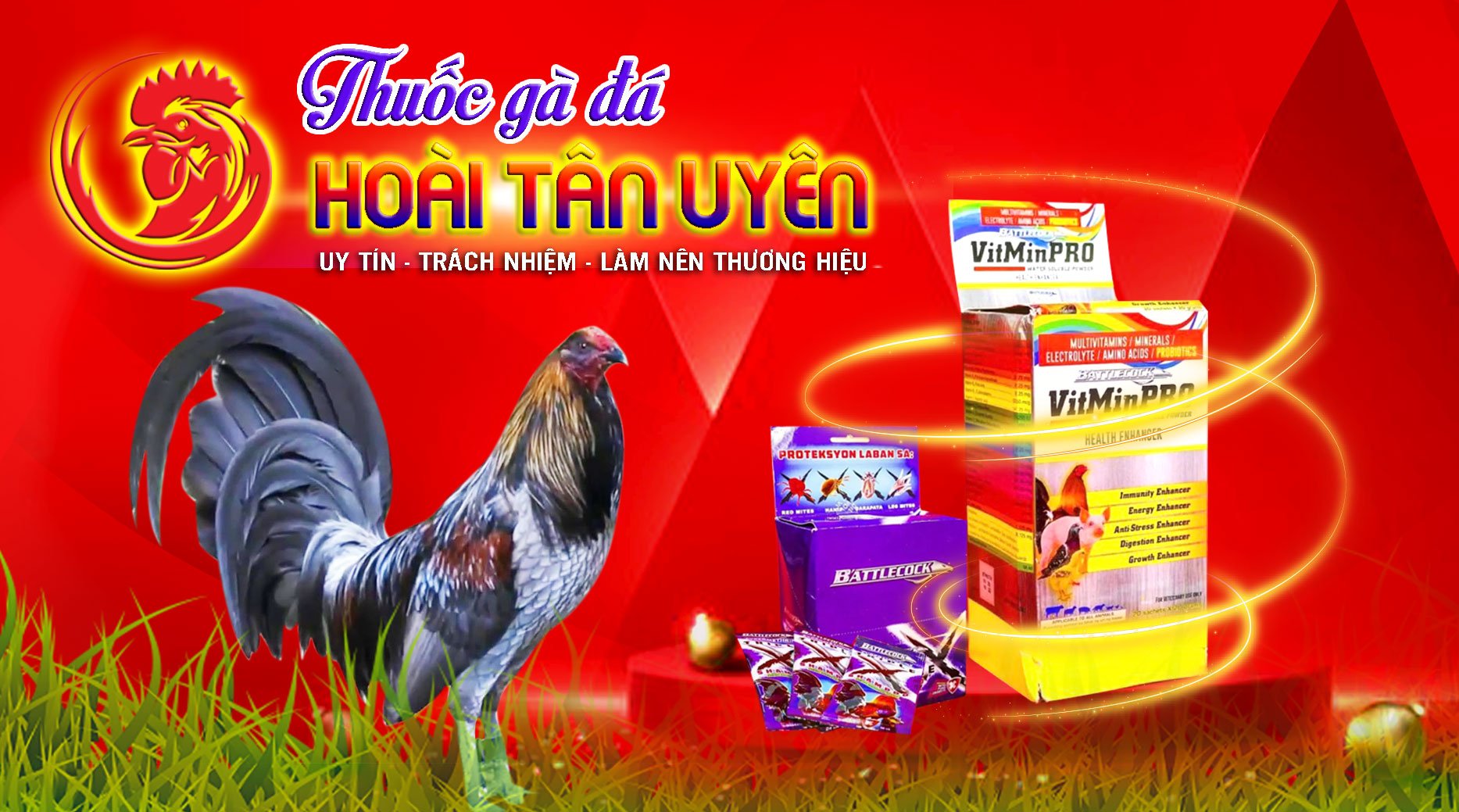 Công Xanh Mexico cho Gà Đá