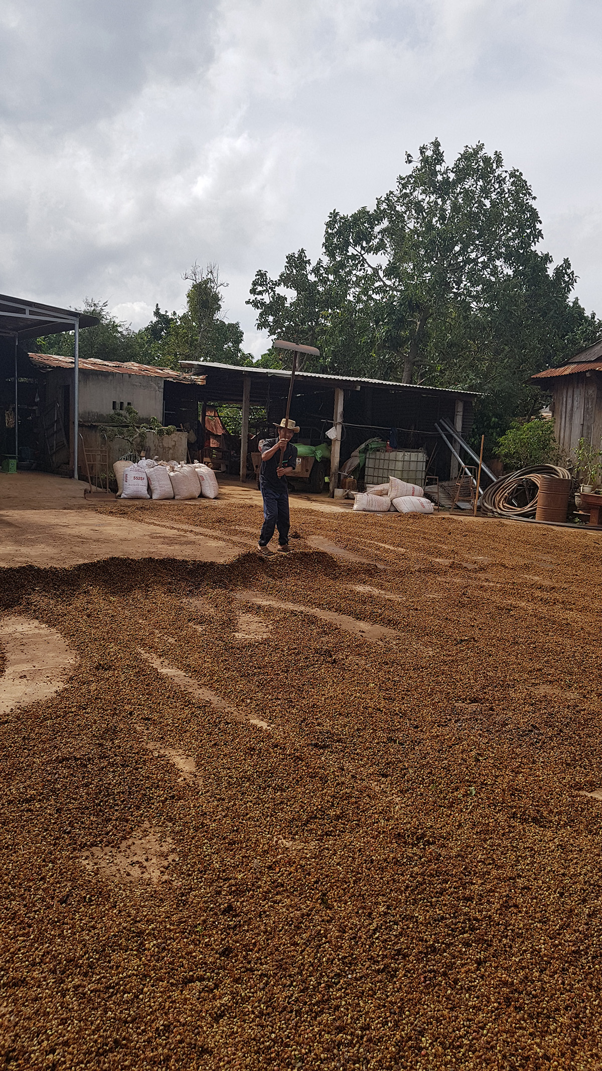 KPC Coffee Robusta Beans