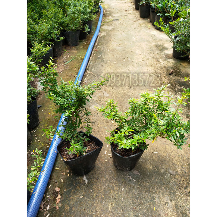 [HCM]CÂY LINH SAM 86 CAO TỪ 10-15 CM