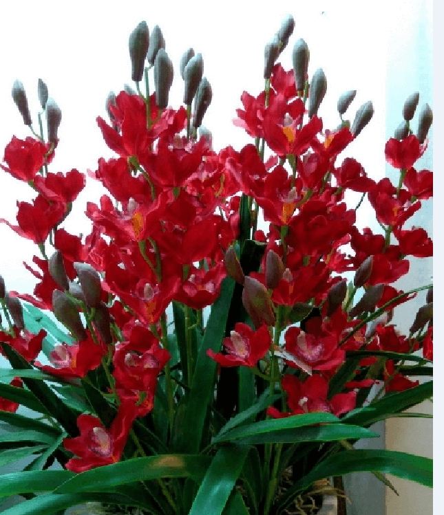 Củ giống hoa địa lan santo hoa màu đỏ - 1 củ - VTNN2