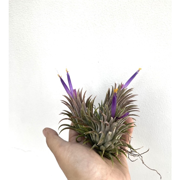 Cây Không Khí Tillandsia Bravo