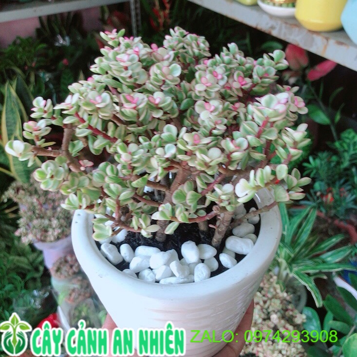 Chậu cây cành vàng lá ngọc